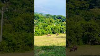 Hermosa vida en el campo 🏕🌷