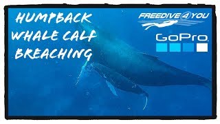 Humpback whale calf breaching | A Freedive4u Short