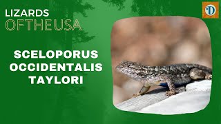 Sceloporus occidentalis taylori