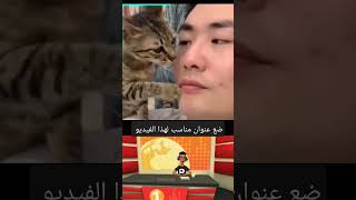 ضع عنوان مناسب لهذا الفيديو | القطه الحنينه رزق | اروع مقطع تشوفه