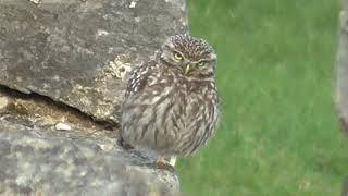 Little Owl  4