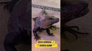 Una belleza de #iguana en #holbox #méxico #faunasilvestre #turismoresponsable