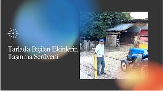 Tarlada Biçilen Ekinlerin Taşınma Serüveni