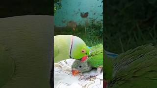 Talking Ringneck Parrot Greeting His Chick