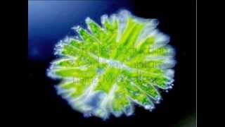 Biofuel Production using Microalgae