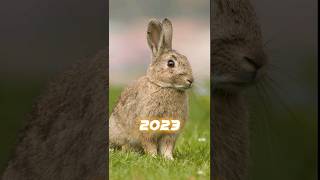 2023 Rabbit 🐇🐇 vs 5000 bce Rabbit 🐇🐇 #shorts #viral