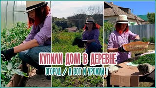 🏡 Купили дом в деревне / А вот и урожай ❗ /  Заморозка