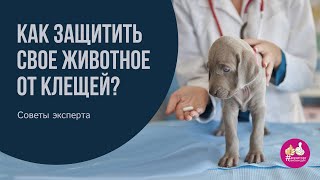 Собаку укусил клещ, что делать?