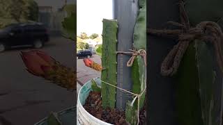 (NOT SO) AMAZING ECUADOR PALORA DRAGON FRUIT PLANT