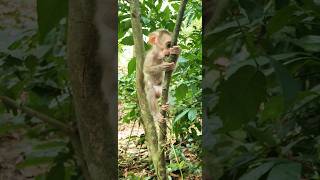 cute small boy climb on tree #shorts #cute #smart