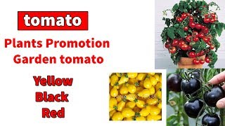 Top Best Worldwide  tomato Reviews,2018