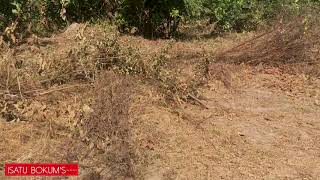 Buying land in The Gambia //Darsilami // Almanding Housing