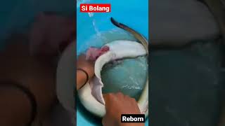 Bang tiko Lihat perangkap ikan yg kemarin di pasang, ternyata dapat sidat besar #sidat #bolang