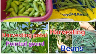 Harvesting potol and beans in Uk allotment.