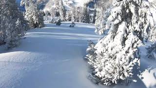 Bluebird powder day