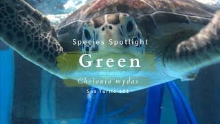 Species Spotlight: Green