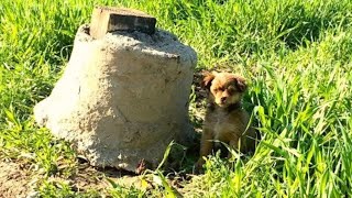 Um Homem Pensou Que Estava Resgatando Um Cachorro, Mas Acabou Sendo "Atacado"