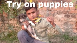 Mini Remote control Helicopter Try On puppies what's reaction 😊😊