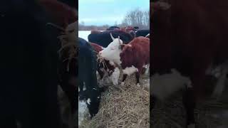 Подкормка на зимнем пастбище. Докармливаем на пастбище зимой.