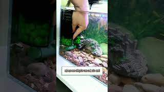 Review lọc bio an toàn với cá, tép #cacanh77 #aquarium #lọchồcá #filteraquarium