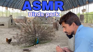 Asmr || birds sound so relaxing || amazing birds sound || relaxing Asmr || water sounds