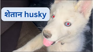 Husky ko masti bhoot pasnd h.