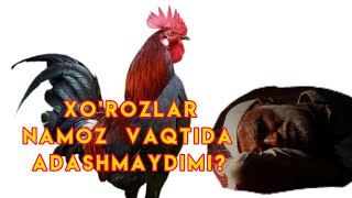 Yorqinjon domla- xo'roz namozga uyg'otishi haqida...