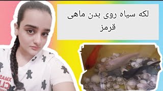 چرا ماهی قرمزم داره سیاه میشه؟دلیل لکه های سیاه روی ماهی و درمان#ماهی_قرمز  #ماهی #ماهیگیر  #fish