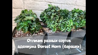 Отличия сортов адениума Dorset Horn (барашков)