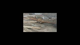 Two playful Chinese Rural Dogs ｜ 中华田园犬