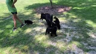 German shepherd puppies out for the first time