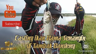 Mancing ikan Senangin di tambak sampai kewalahan.