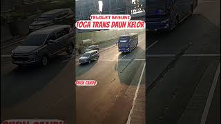 telolet basuri toga trans'Daun Kelor'nada viral#basuri#busmania#telolet#bus