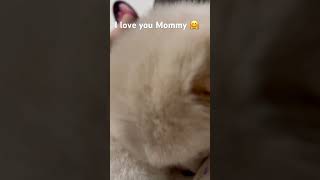 I love you Mommy 🥰 #furbaby #furparents #chowchow #fypシ