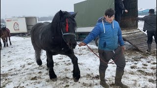 Târg de cai Sighetu-Marmatiei,Maramures#2021