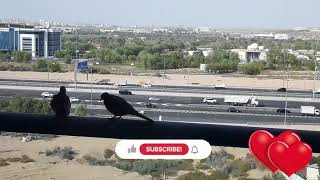 Lovely Birds on my Balcony #pigeon #asmr #satisfying #lovely #birds #video #dubai