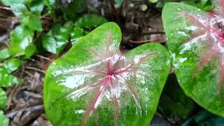 Rainy Day and Nature 🌿🍃 | #kolkata #rainyday #rain 🌧 #shorts #newvideo #viral #lifestyle #youtube ▶️