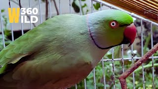 Most Excited Cute Talking Sounds of Parrot 🦜🤣😂 || WILD360