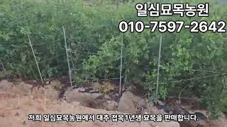 대추묘목판매/대추접목1년생나무/대추묘목키우기/사과대추묘목/왕대추묘목/복조대추묘목