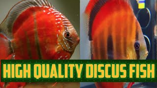 discus fish breeding tank setup|discus fish tank|discus fish breeding