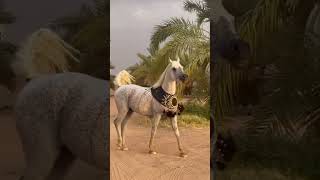 رشاقه وجمال الفرس العربيه 🤍. #خيل #السعودية