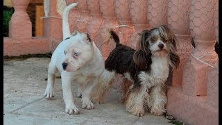 american bully cachorra y york biro Pandora y Nikolas