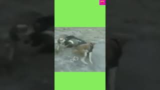 funny dog# funny dog video# puppy# short