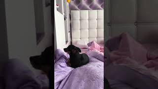 Собачка 🐶 той-терьер Никки ! В гостях  ! ))