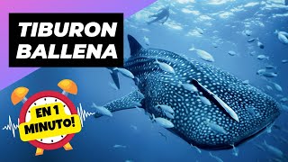 Tiburón Ballena 🐋 El Rey de los océanos! | 1 Minuto Animal