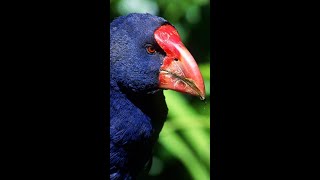 The Takahē Bird Song of New Zealand 🎶🐦