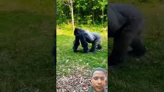 When a gorilla Had Enough Of People taking pics-watch the Funniest Moments at The Zoo! #shorts #yt