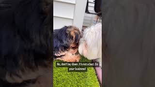 Using the potty on the deck