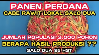 Cabe Lokal SALO DUA 95 Hst - PANEN PERDANA Pemetikan ke-2