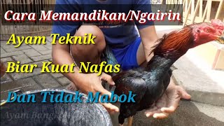 Cara Memandikan / Mengairi Ayam Aduan Full Teknik Agar Nafas Panjang